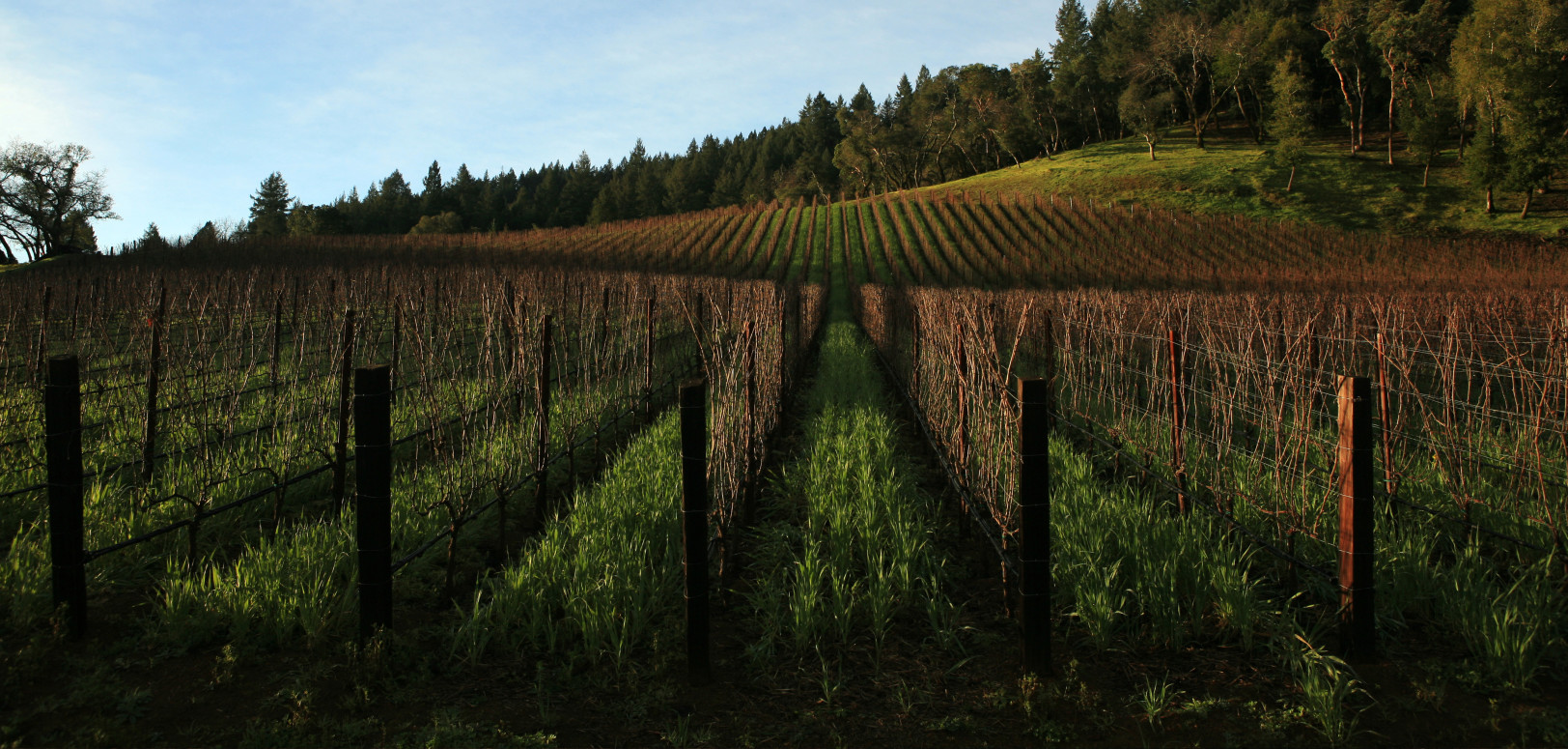 Futo Wines - Estate - Oakville
